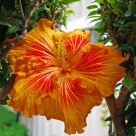 Ornate Hibiscus